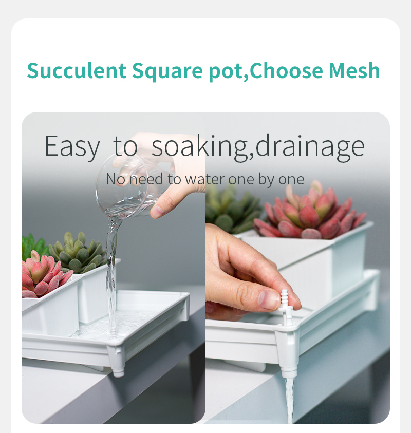 Meshpot Pot Pot sukulen Pot ka - Echeveria Succulent ulasan dan harga